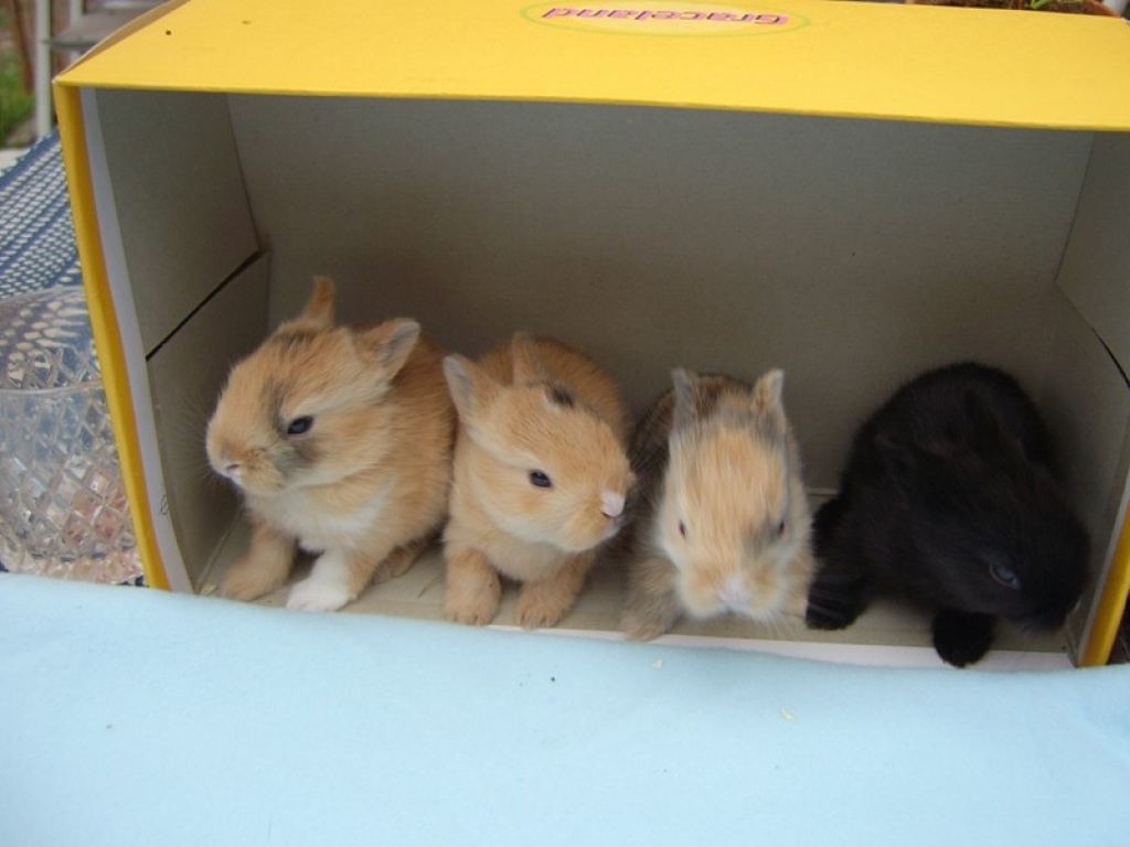 4 Wochen alte Kaninchenbabys abzugeben - Nagetiere - Berlin