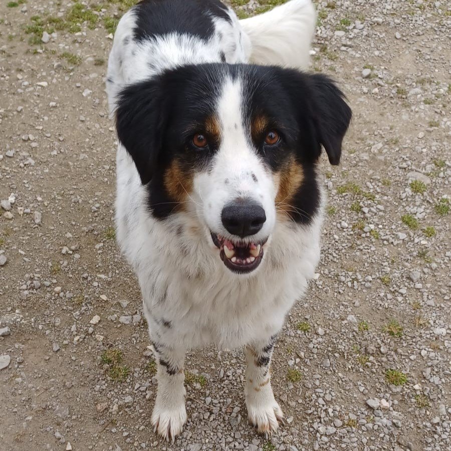 Margarita / Status: sucht ein Zuhause - Hunde - Krefeld