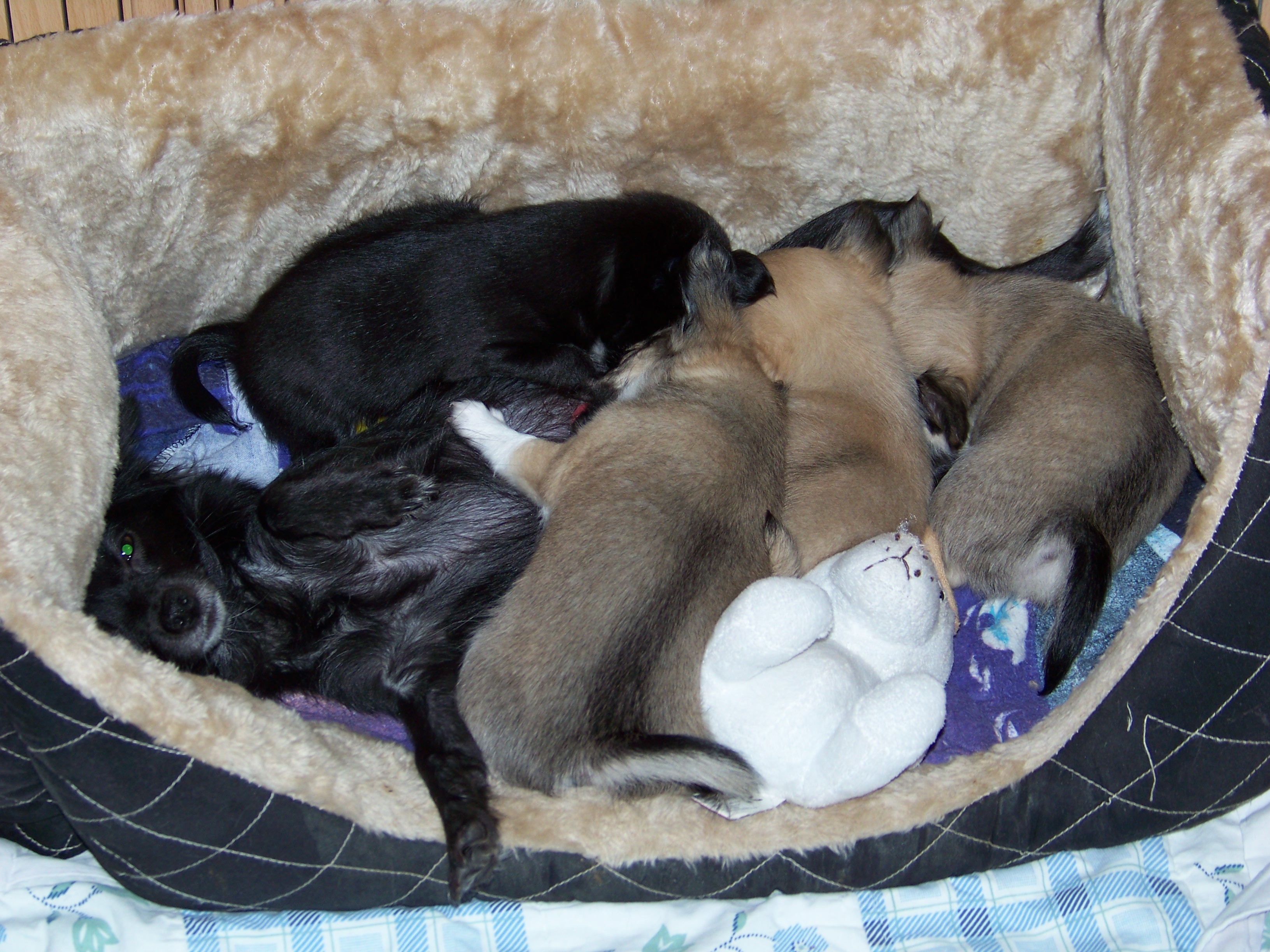 Chihuahuawelpen - Hunde - Bad Bramstedt