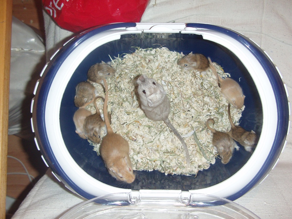 Wüstenrennmäuse - Babies - Nagetiere - Braunschweig