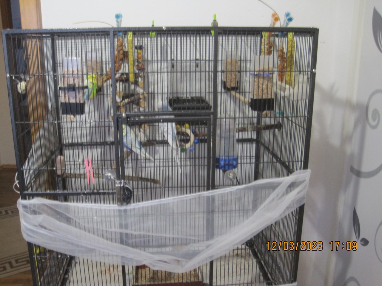 Wellensittiche mit Voilere - Voegel - Kausen