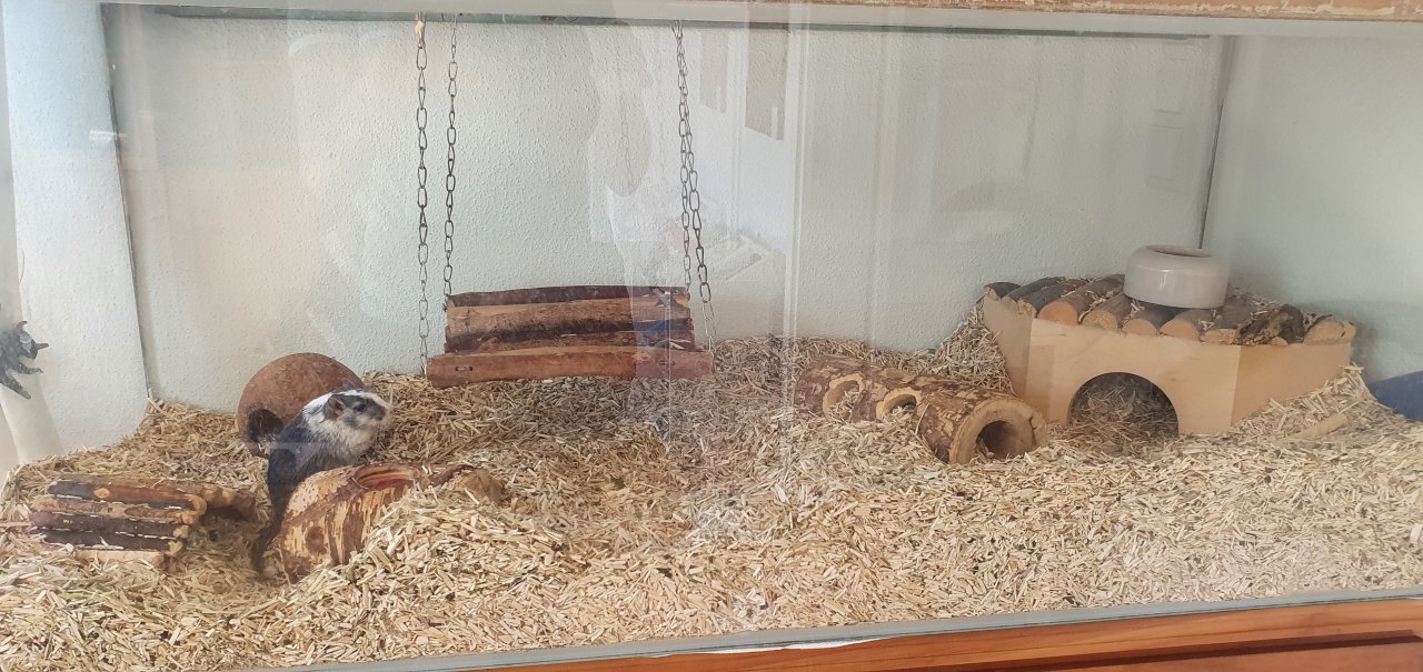 Zwei Rennmäuse mit Terrarium - Nagetiere - Krumbach