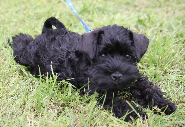 Zwergschnauzerwelpe Rüde schwarz - Hunde - Berlin