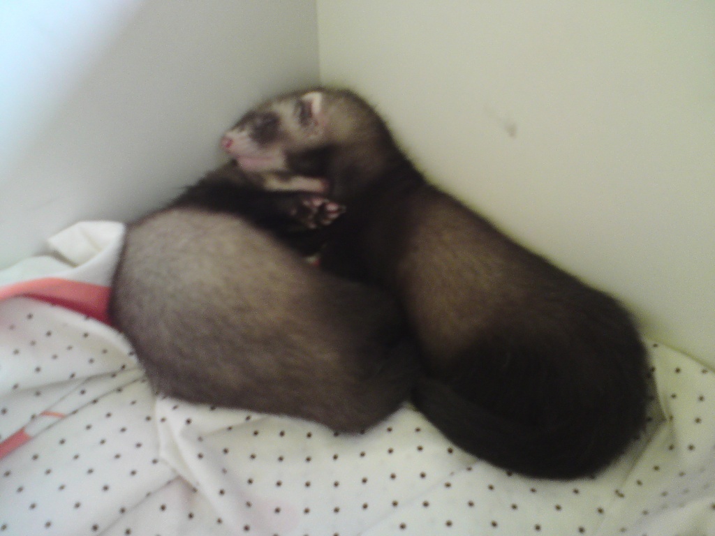 Liebevolles Zuhause gesucht! - Nagetiere - Schwalbach