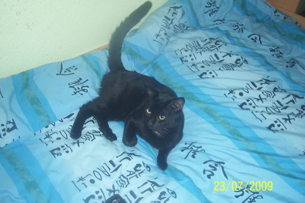 Wunderschöner Kater schwarz 10 Monate - Tierboersen - emmericher str.9