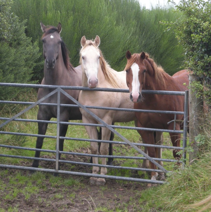 Netter und gesunde Quarter Pferde zum Verkauf - Pferde - Hamburg