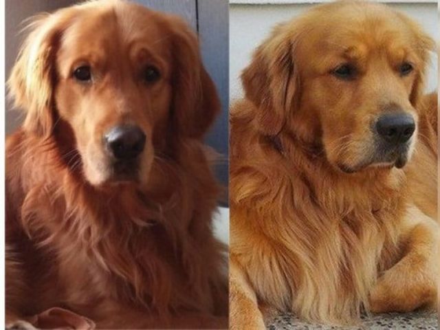 2 typvolle Golden Retriever Deckrüden mit Papieren HD/ED/PRA frei (kein Verkauf - Hunde - Magdeburg