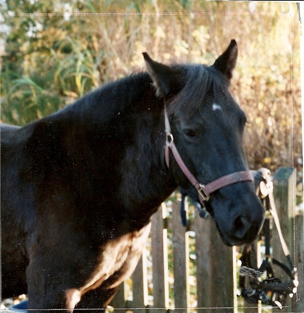 Reitbeteiligung - Pferde - Borstel Hohenraden