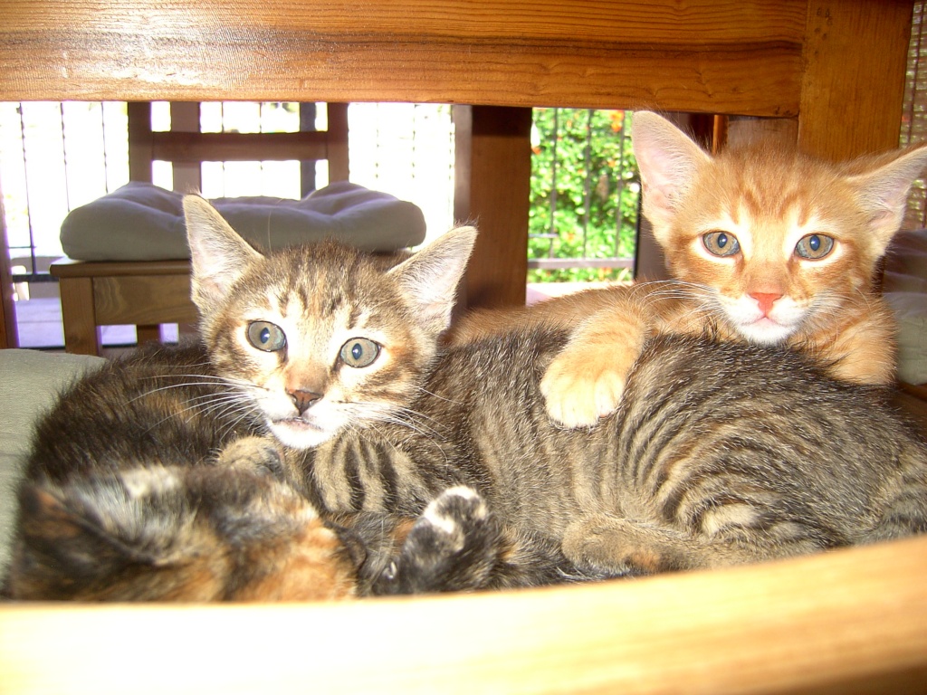 DRINEND Flugpate für 2 arme Wesen GRAN CANARIA nach BERLIN - Flugpaten - Berlin