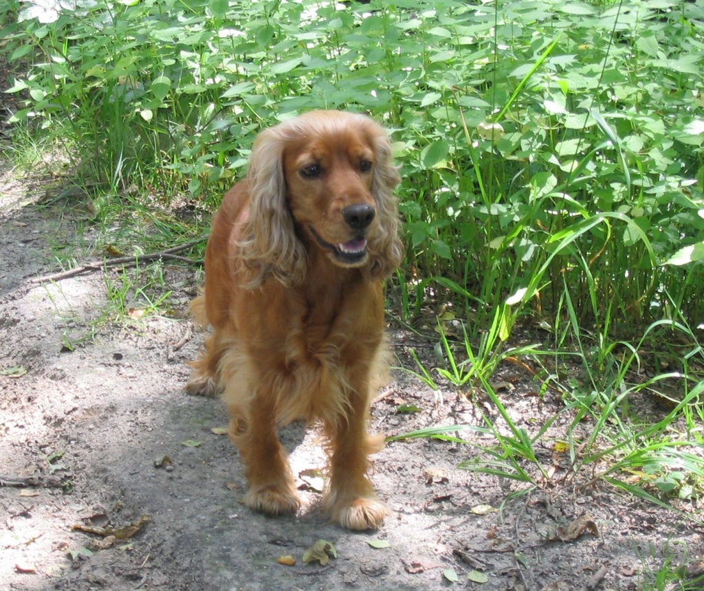 Tiersitter Mainz - Hunde - Mainz