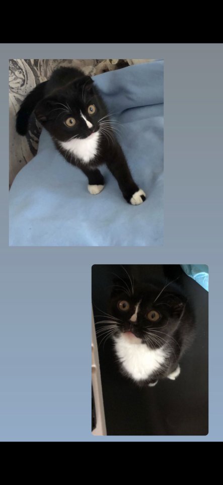 Kitten Mix Fold 09.03.23 - Katzen - Hilden