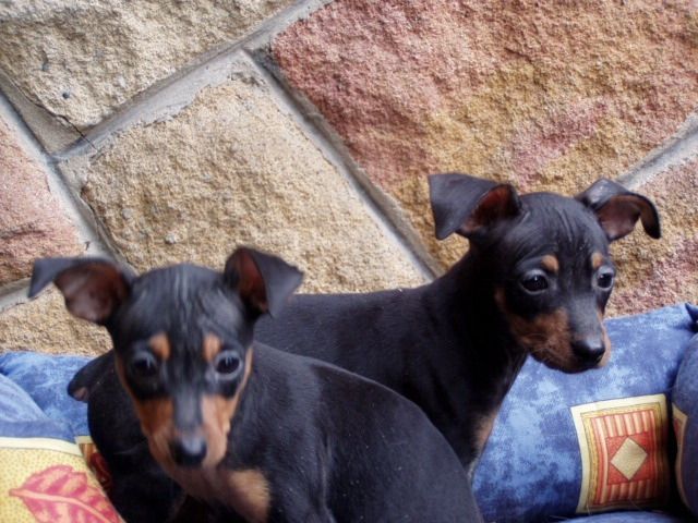 Zwergpincher - Hunde - 1221 Budapest