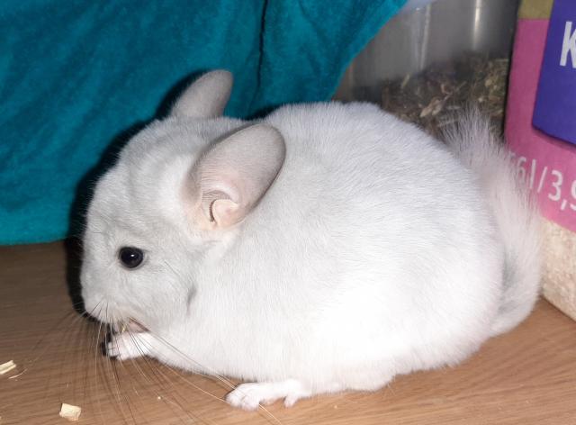 Chinchilla Böckchen Jungtier  - Nagetiere Allgemein - Erding