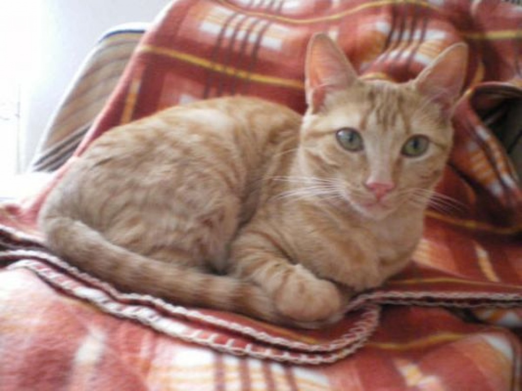 Flugpaten von Malaga nach Berlin für Katze - Flugpaten - Friesoythe