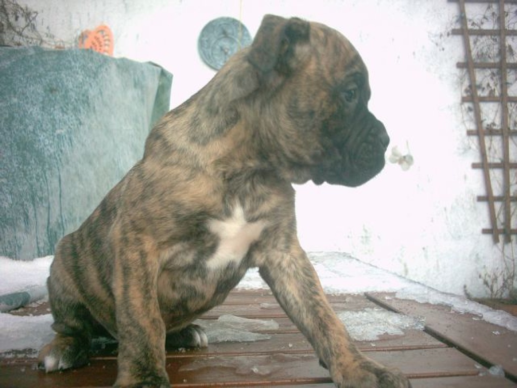 Deutsche Boxerwelpen abzugeben - Hunde - Großwoltersdorf