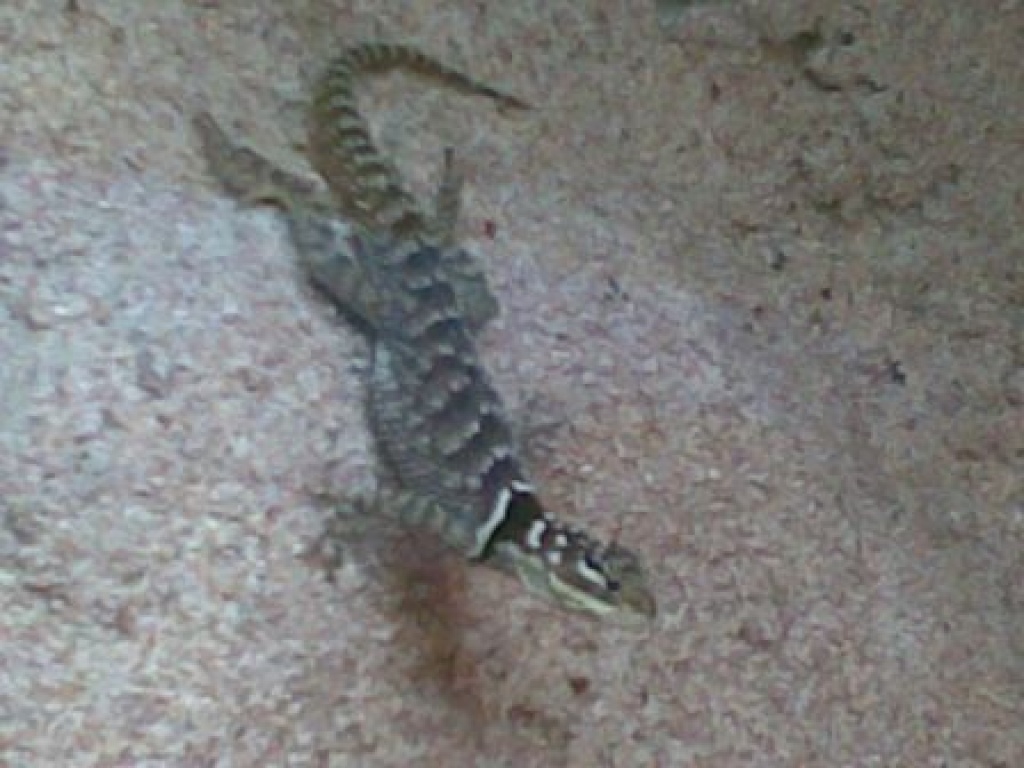 Blauer Stachelleguan (Sceloporus cyanogenys) - Reptilien - Baunatal