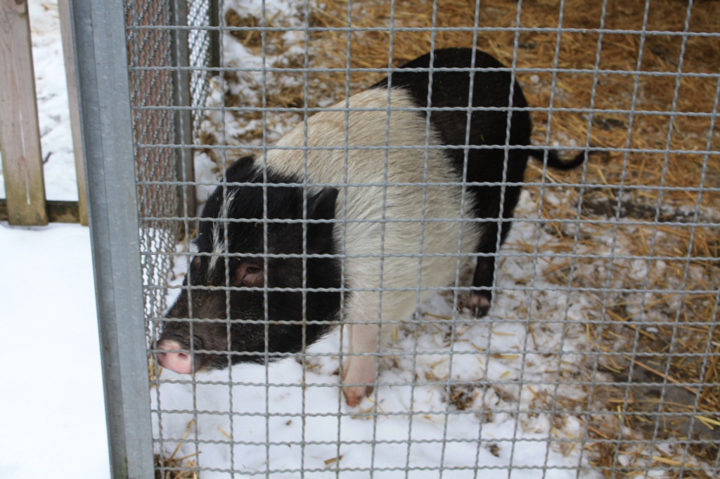 Minischwein sehr lieb - Nutztiere - Kamen