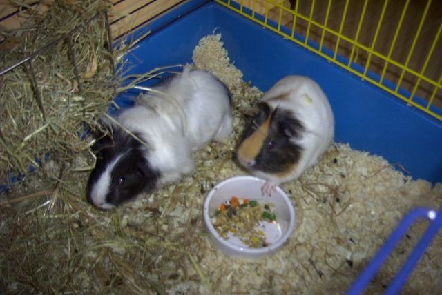 2 süße Meerschweinchen weibl. 18 Mon. - Meerschweinchen - Essen