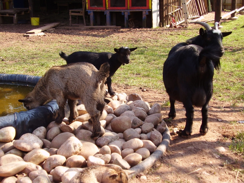 Zwergziegen zu verkaufen - Nutztiere - Oberthal