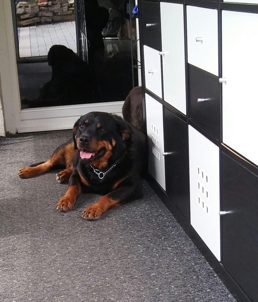 Wunderschöne Rottweilerhündin sucht neue Couch - Insekten - Hagen
