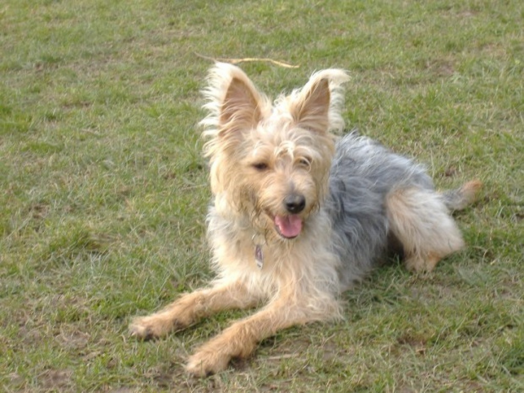 Liebe HÜNDIN ABZUGEBEN - Tierboersen - Köln