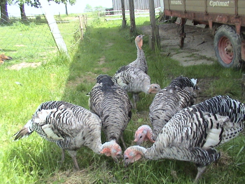 Bronceputen (Narragansett) - Tierboersen - Rotthalmünster