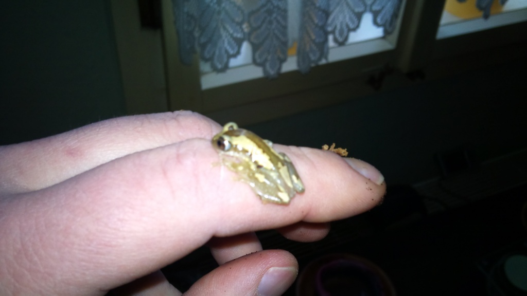Kleiner Bananenfrosch Afrixalus brachycnemis - Amphibien - Quedlinburg