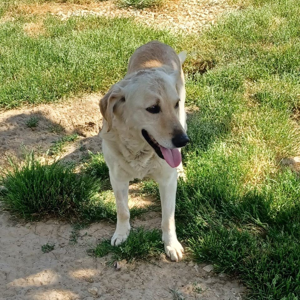 Kylo / Status: sucht ein Zuhause - Hunde - Krefeld