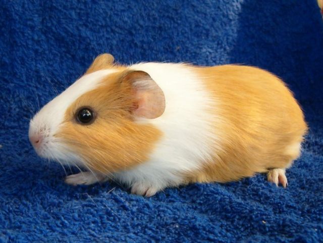 Glatthaarmeerschwein,palomino Männlich - Meerschweinchen - Thiendorf/Sachsen