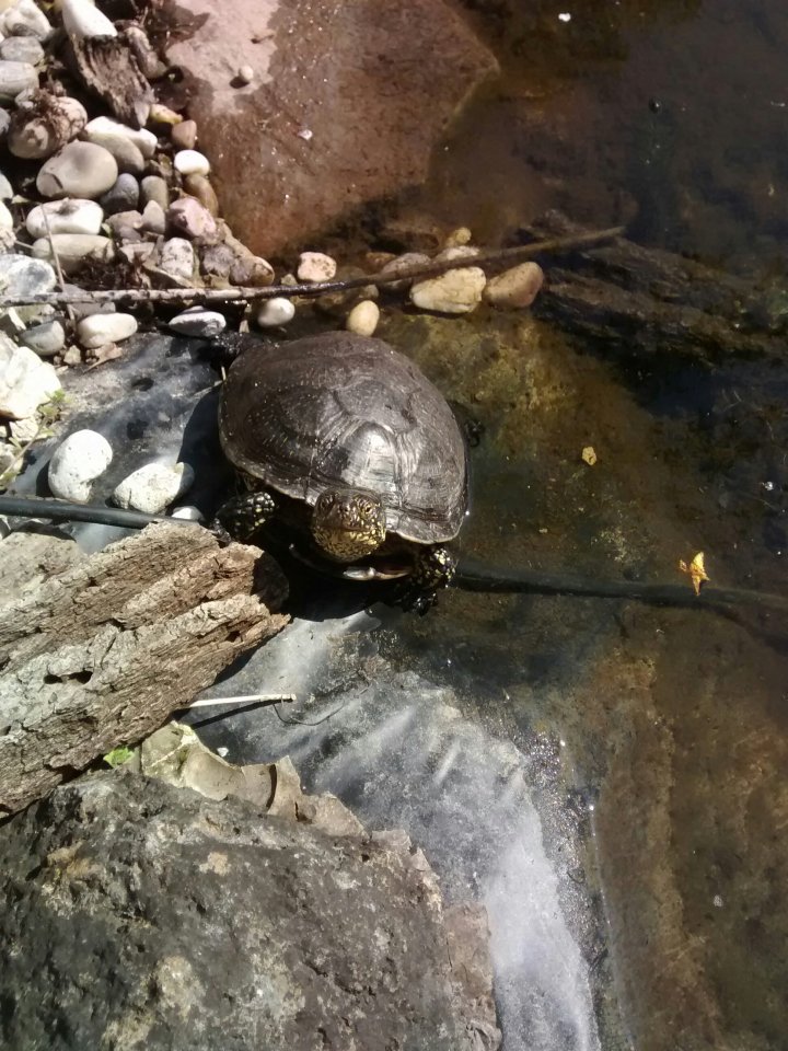 Emys Orbicularis, Männchen 08/2019 - Reptilien - Würzburg