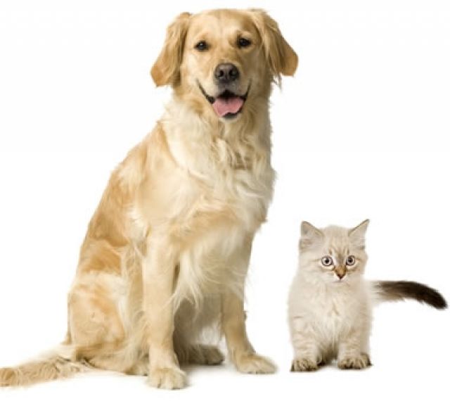 Liebevolle Tierbetreuung von Hund und Katze - Sonstiges - Hohen Neuendorf