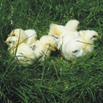 Sussex - Küken - Nutztiere - Lunzenau