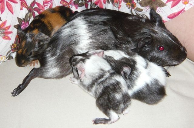 Süße Meerschibabays zu verschenken - Meerschweinchen - Frankfurt