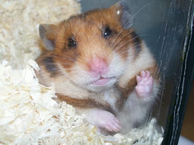 Goldhamster suchen ein zuhause - Hamster - Grünberg