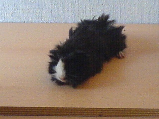 Verkaufe junge Meerschweinchen - Meerschweinchen - 