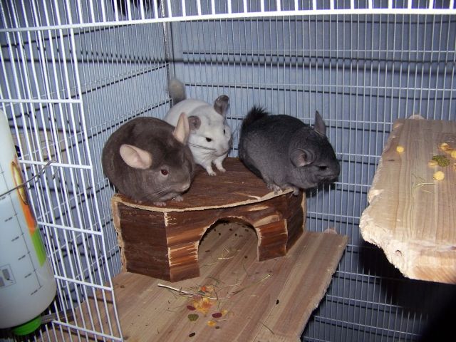3 Chinchilla-Jungs (Asterix, Obelix, Idefix) - Nagetiere Allgemein - Dillenburg