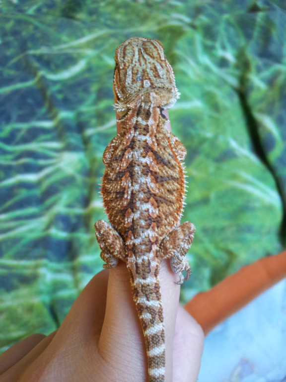 Bartagamenbabys abzugeben - Reptilien - Eppstein