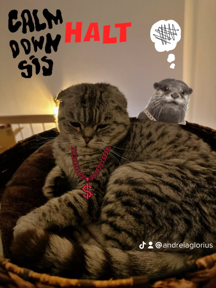 5 Jähriger kastriert Kater Nino Scottish Fold - Katzen - Celle 