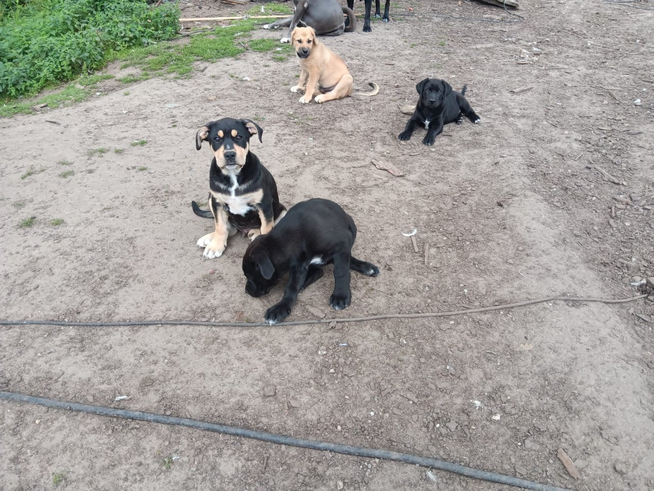 Verkaufe Süße Hunde - Hunde - Züssow