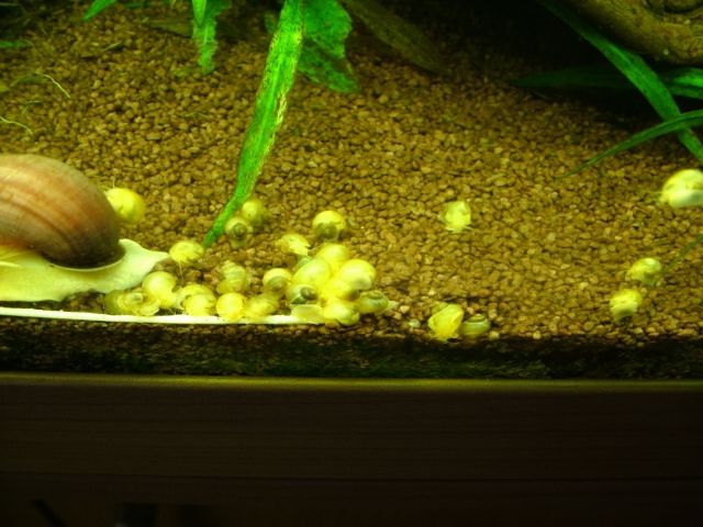 Goldgelbe Apfelschnecken - an weiches Wasser gewöhnt! Nur 0,49 EUR - Fische - Aachen - Vaalserquartier