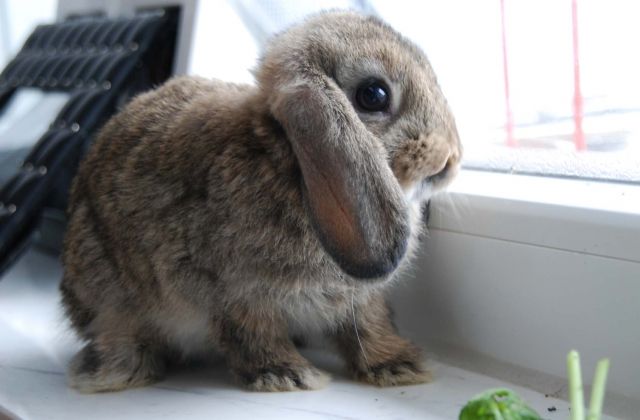 Zwergwidder Babys! - Hasen Kaninchen - Aschaffenburg