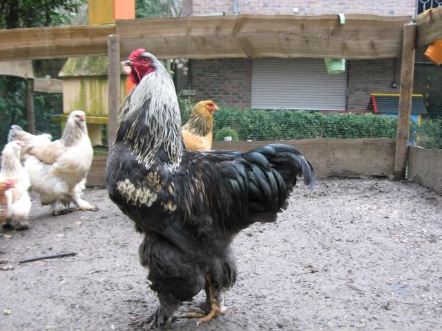 Riesen Brahma Hahn - Nutztiere - Herzogenrath