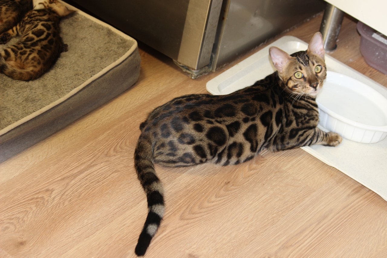 Kater Reinrassig (Bengal Kater) - Katzen - Bad Schönborn
