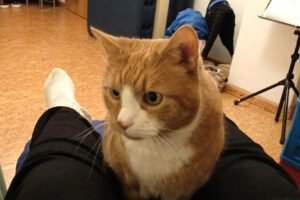 JONNY - Europäische Kurzhaar, männlich, ca. 15 Jahre, Kastriert - Katzen - Lauf an der Pegnitz