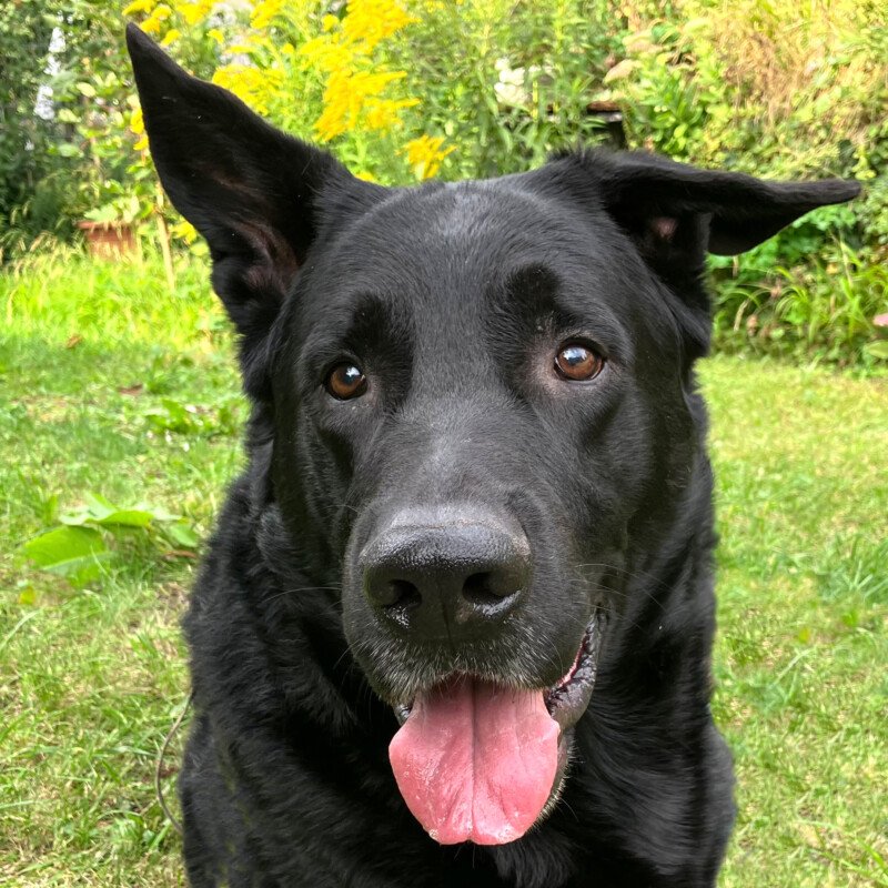 JOKO - männlich 8 Jahre 72 cm 49 kg Deutscher Schäferhund-Mix gechipt - Hunde - Lauf an der Pegnitz