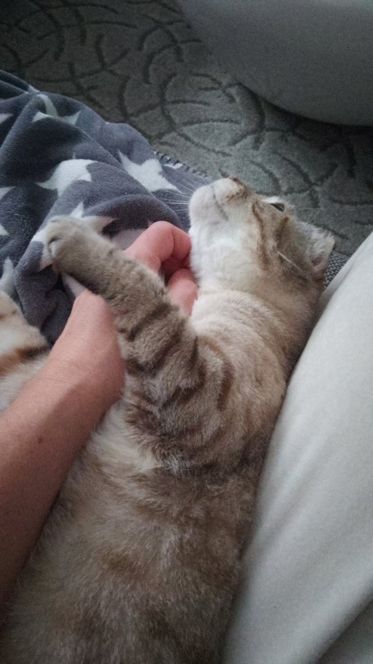 Scottish Fold, 4 Jahre alt und kastriert - Katzen - Hamburg