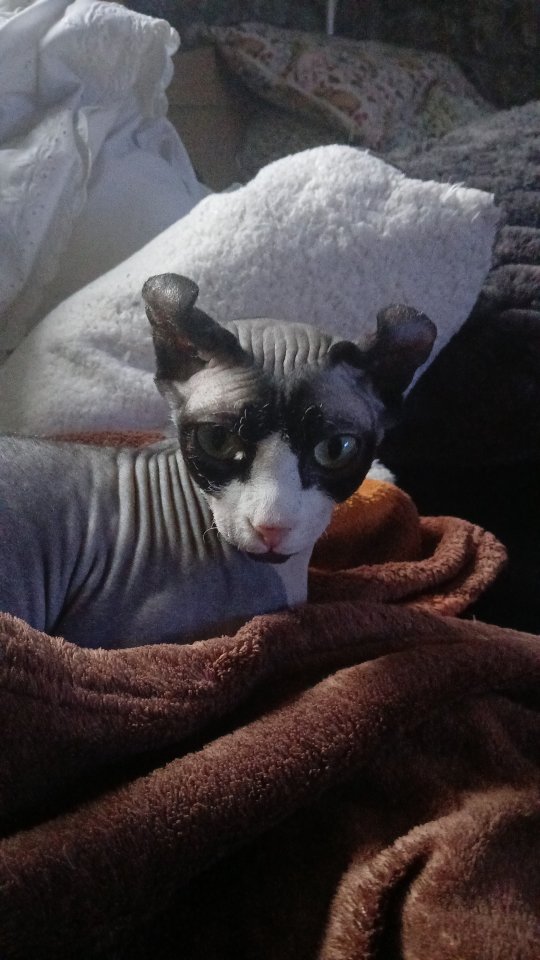Deckkater spynx gesucht - Katzen - Neufchateau