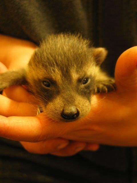 Waschbär Babys - Sonstige Haustiere - Weißenborn