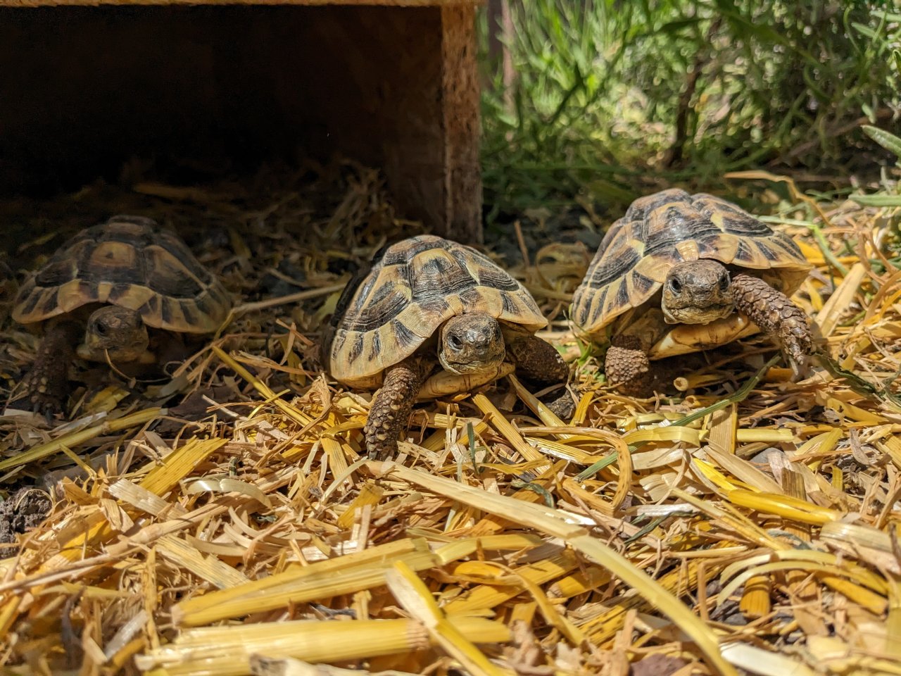 Griechische Landschildkröten (Testudo hermanni) Nachzuchten aus 2019, 2021 und 2 - Reptilien - Satteldorf