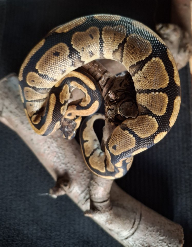 Biete Junge Königspython an - Reptilien - Datteln